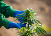 A pszichoaktív kannabinoidok nyomában